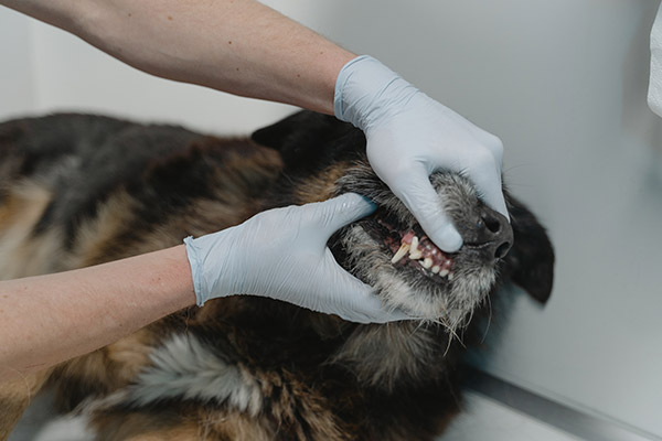 distemper