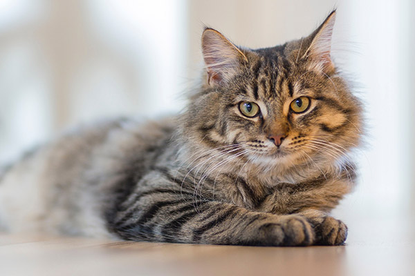 kedi goz akıntısı