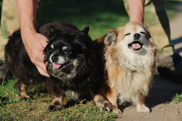 Köpeğim kaşınıyor