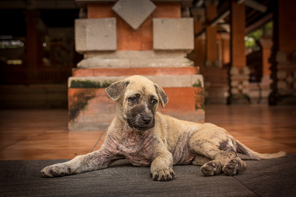 Köpek Gençlik Hastalığı